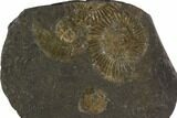 Dactylioceras Ammonite Cluster - Posidonia Shale, Germany #100241-1